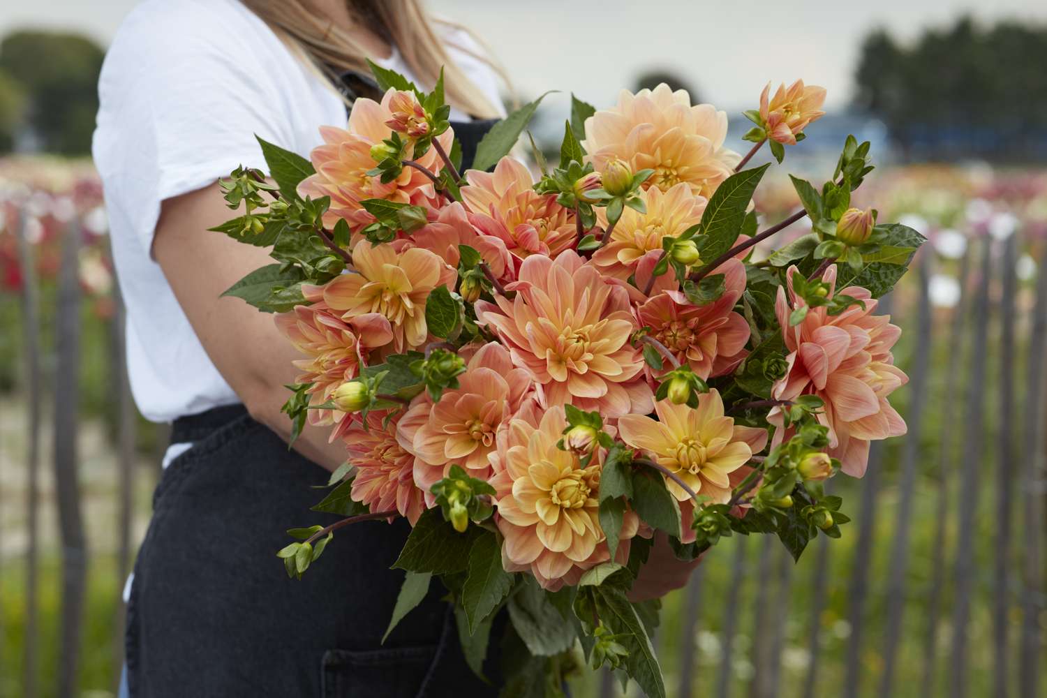 Dahlie 'Mister Frans'